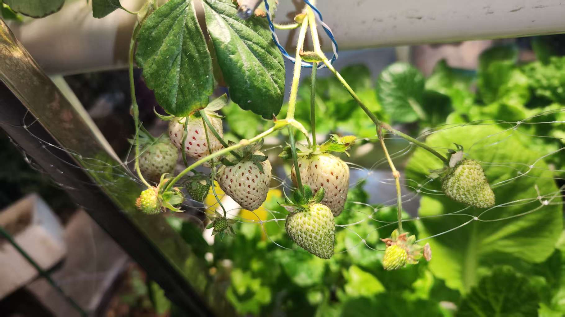 【长期更新】露台水培草莓